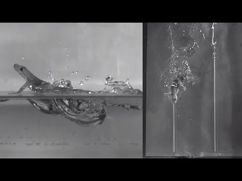 Geckos can run across water