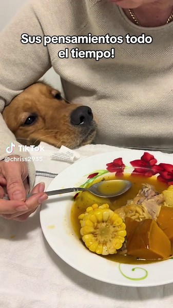 Los pensamientos de mi golden retriever 24/7