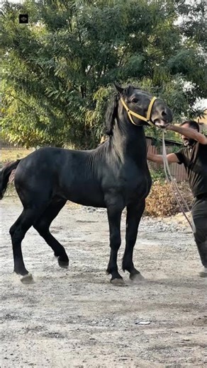 ‪@TOSHKENT_OTLARI1‬