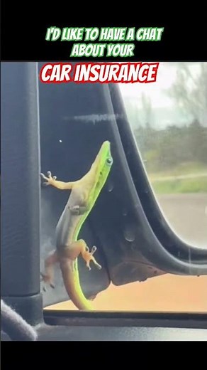 Geico gecko goes for a ride