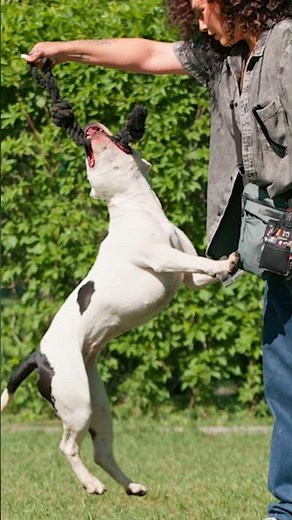 Aggression Isn’t a Breed—It’s a Behavior
