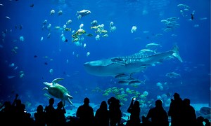 The 2 Best Aquariums in Pennsylvania
