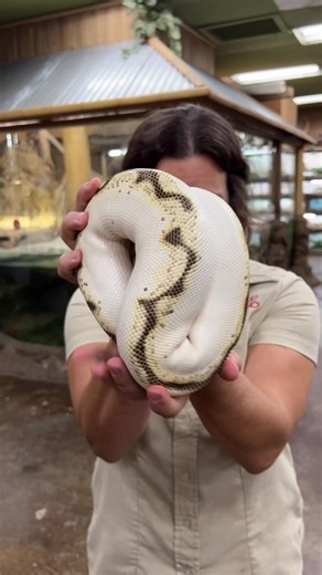 Amazing Ball Pythons Defense Strategy Revealed