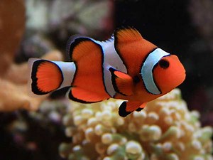 Peixe-Palhaço Percula (Amphiprion percula) - MyAquarium