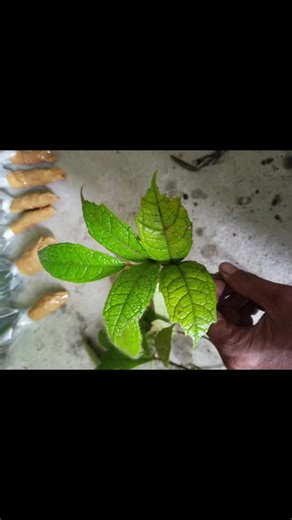 #Mini fern #Rare Fern #Exotic fern #Moss #Bucephalandra plant Plant Plant Bogor west Java Ship to worldwide By UPS / AIR CARGO @jungle_Plantstore88 Chat/phone; 62 89660233937