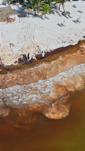 Sargassum Explodes On Spring Break Beaches