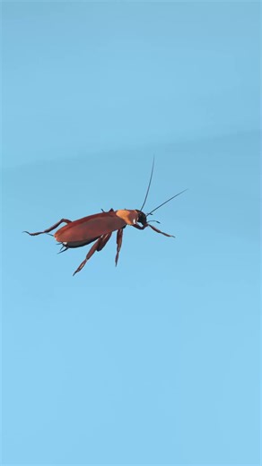 Could a cockroach be hiding in your ear right now? 🪳👂🛌 ​It’s every sleeper’s worst nightmare! Cockroaches are actually known to crawl into ears while you sleep, and the reason is weirder than you think. They are attracted to the smell of fermented foods—and unfortunately, your ear wax smells just like beer and cheese to them! 🧀🍺 ​This 3D animation reveals the truth behind this skin-crawling behavior. While urban legends say they can reach your brain, the reality is they get stuck in your ea