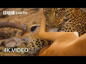 Explore the Secret Areas of Earth Where Nature Remains Untouched | 4K UHD | BBC Earth