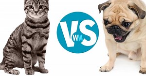Cats Vs Dogs | Articles on WatchMojo.com