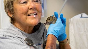 It's Eastern gray squirrel season, the time of year to rescue, reunite babies with parents