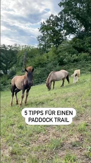 5 Tipps für einen Paddock Trail