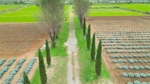 かぜのちはれ on Instagram: "千葉県 佐倉市 『佐倉ラベンダーランド』 @sakura_lavenderland 現在、ケイトウのお花が綺麗に咲いています☺️ いつ行ってもお花がたくさん咲いていて気持ちのいい場所です✨ ワンちゃん連れオッケーなので、ワンちゃんたちの 撮影スポットにもなっているみたい🐾 今回は @naonao0370 さんのドローン映像をお借りして 編集しました！たまたま足元にいた可愛いカエルちゃん🐸も お見逃しなく🤭 #ちば #千葉県 #佐倉市 #観光 #ドローン #お花 #ケイトウ #佐倉ラベンダーランド"