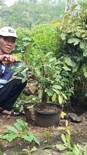 THE INITIAL PROCESS OF MAKING IPRIK BANYAN BONSAI FROM CUTTINGS!!