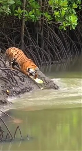 🐅😲 Tiger Gets Attacked by Alligator! Shocking Wildlife Clash #shorts #Tiger #Wildlife #Predator