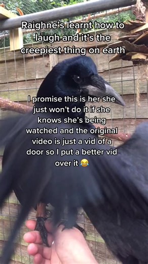 Raighne the Crow's Creepy Mimicking Laugh | Raven Learns to Mimic Human Laughter