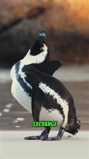 The surprising reason penguins' feet don't freeze on ice.