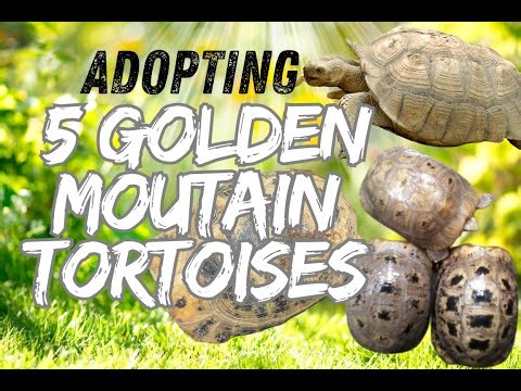 Rescuing 5 Tortoises – A New Beginning!