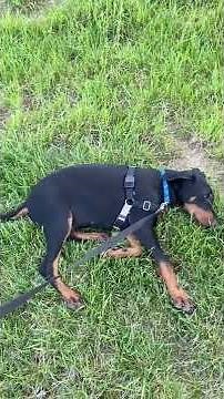 Narcoleptic Dog Who Cannot Contain Excitement Falls Asleep During Walks