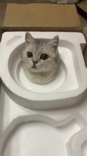 Gatitos Graciosos Obsesionados Con Las Cajas 😂🐱📦 Recopilación