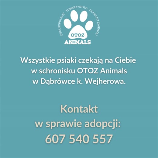 One czekają, by odmienić Twoje życie… miłością, jakiej nie znałeś! ❤ Każdy z nich ma swoją historię. Każdy z nich kiedyś został sam. Ale żaden z nich nie przestał kochać. Poznaj wyjątkowe psiaki, które czekają w schronisku na swój nowy dom i człowieka, który da im drugą szansę. 🥺❤ Dorian – w jego oczach jest czysta radość. Uwielbia spędzać czas z człowiekiem, a zabawki to jego największa pasja. To pies, z którym nuda nie istnieje. 🐾 Kuba – łagodny olbrzym, który kocha ciszę i spokój. Jego deli