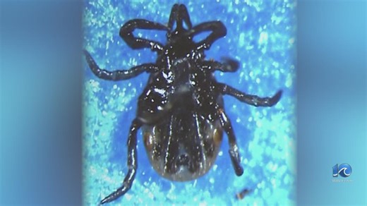 3 types of ticks you need to look out for in Va.