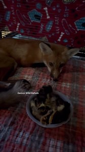 6.6K views · 367 reactions | Harlow (the red fox that is not using her back legs) just had her evening dose of meds and let me know she was not a fan by shaking her head after. She is trying to sit up more by pushing with her front legs but is not using her back legs at all still. One day at a time and I hope to see improvement over time For dinner tonight she has some small chicks. | Geaux Wild Rehab | Facebook
