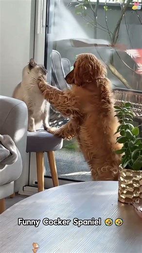 Funny Springer Spaniel 🐶🤣😂🤪#usa #dog #dogsoftiktok #funnydog #springerspaniel