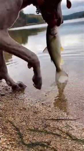 Weimaraner Gently Nudges Dehydrated Fish Back to the Water 💧 #weimaraner #rescue #hero