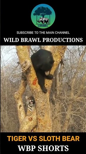 TIGER VS SLOTH BEAR | Tiger Attacking A Sloth Bear On Tree