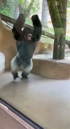 Gorilla Intervenes to Protect the Guardian