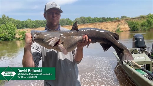 The Coastal Rivers Fisheries Reports are now available in video form, and this week's featured update comes from the Tar River. These reports can all be viewed throughout the season on our Coastal Rivers Fisheries Reports YouTube playlist found at: https://bit.ly/3IFZOC0 | NC Wildlife Resources Commission