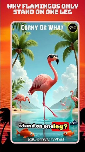 Why Flamingos Only Stand on ONE Leg | Funniest Animal Joke Ever!