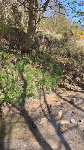 9.3K views · 131 reactions | Had a walk out at sandsend today small tides so not much to find except a small hildoceras but weather and scenery made up for it past the old alum quarry’s | Charmouth Fossils | Facebook