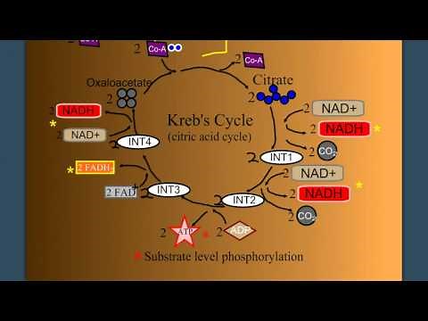 Cellular Respiration Part 2: The Kreb's Cycle
