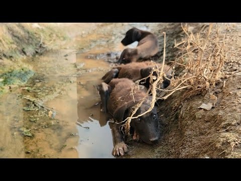 No Mother, No Food, No Home… Three Black Puppies Found Peace in Water 💔💦