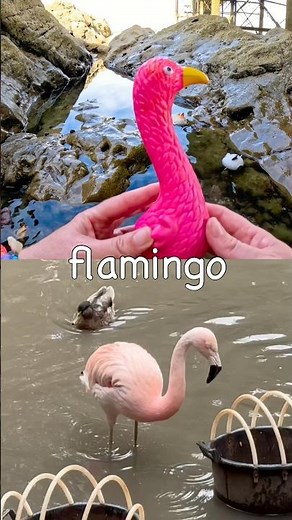 Learn Animal Names for Kids at the Rock Pool: Elephant Pig Camel Mouse Flamingo