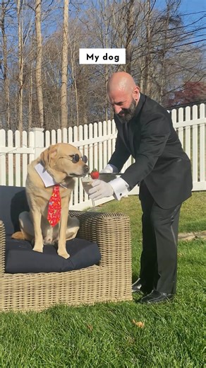 Which type of dog owner are you? #dog #dogsofinstagram #dogsoffacebook #pamperedpets #spoileddogs #labrador | Magnus The Therapy Dog