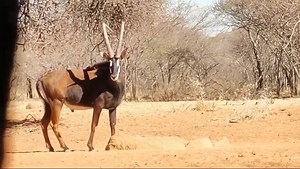 An awesome Sable bull harvested by client and good friend Cheyenne Clevenger at the Tom Miranda main camp. #southafrica #sable #bowhunting #perfectshot | Tom Miranda Hunting Safaris