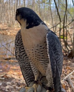 Friday moment of zen...Perry, our nonreleasable male peregrine falcon enjoys some time in the forest this morning 🌿 Edit: We are so honored that our handsome Perry enjoying the forest has gotten so many views and respons worldwide!! A little more about Perry and us: We are a wildlife medical clinic and environmental education center that treats an average of 2,000 injured and orphaned wild animals with the goal of release each year. We also present educational programming to help connect people