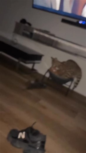 9.4K views · 86 reactions | If I fits I sits  #serval | F1 Savannah Kittens | Facebook