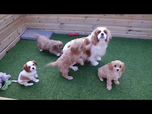 Cavapoo pups