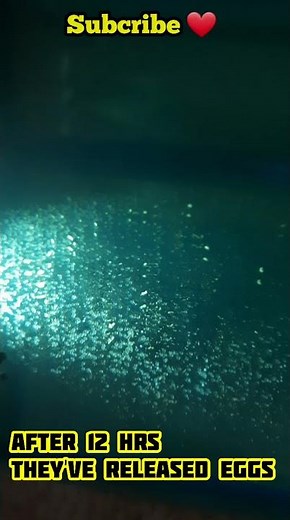 HOW TO breed ZEBRA DANIOS ||THE MOST EASY WAY || DIY spawning setup