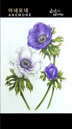 How to Draw Vibrant Anemones with Colored Pencils 🎨 아네모네 색연필 그리기