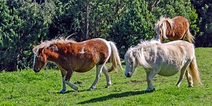 Everything You Need to Know About Mini Horses