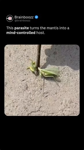 BrainBoozz on Instagram: "One of nature’s darkest mind-control stories happens inside a simple praying mantis. 🦗🧠🐍 What you’re seeing isn’t just a bug — it’s a host being controlled by a parasite known as a horsehair worm. These worms grow and mature inside insects, silently feeding and waiting until the right moment. When it’s ready to leave, the worm doesn’t escape normally. It rewires the mantis’s brain. The insect suddenly seeks water — something a healthy mantis would never do. And once 