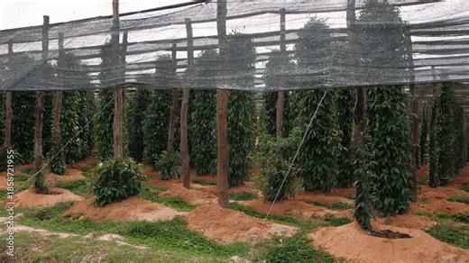Lush green pepper plants growing in rows on a traditional organic farm. The famous kampot pepper cultivation is a key agricultural product, Cambodia.
