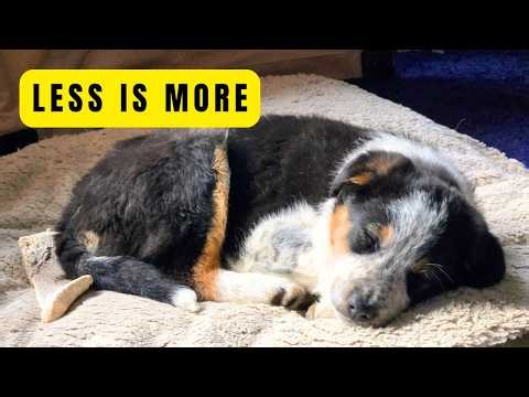 The First Week With a Puppy: What I Do (and Don't Do)