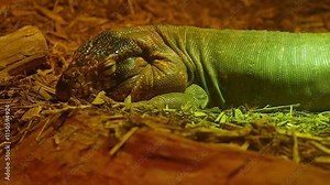 Tegu lizard, omnivorous species and inhabits the tropical rain forests, savannas and semi-deserts of eastern and central South America. Exotic pet tegu and hobby.