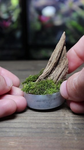 Terrarium.Designs on TikTok