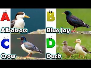 Birds Alphabet Song | ABC Safari Animals 18TH2881 | Nursery Rhyme for Kids | FT Kids Show